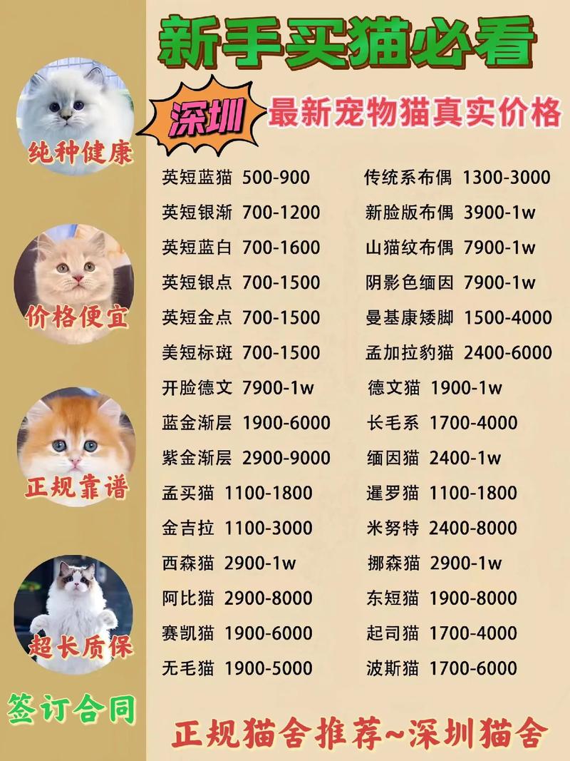 宠物店的猫一般多少钱