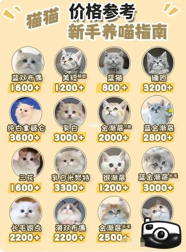 在宠物店买只猫多少钱?