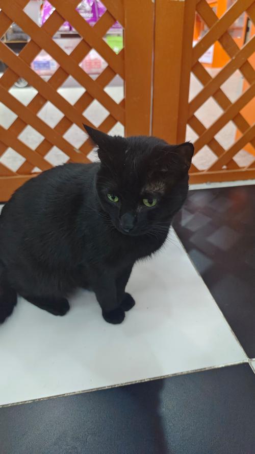 求助,一只黑猫在宠物店大概多少钱一只?