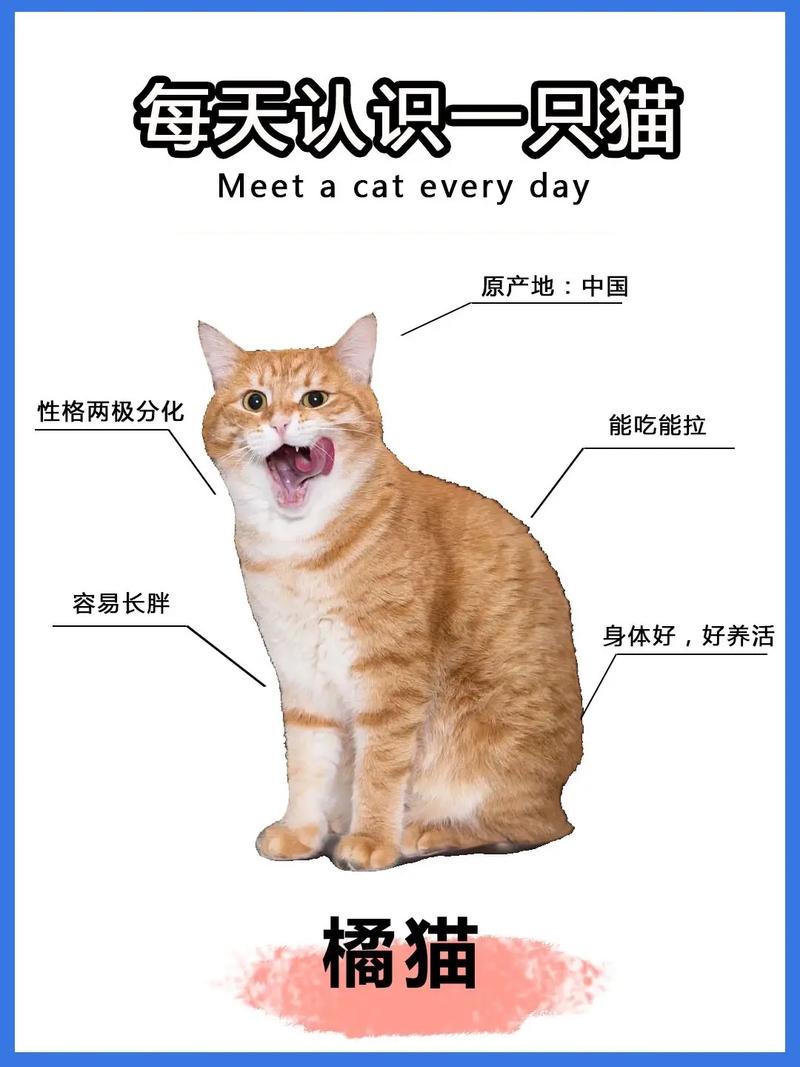 宠物店一只猫多少钱普通猫咪多少钱一只