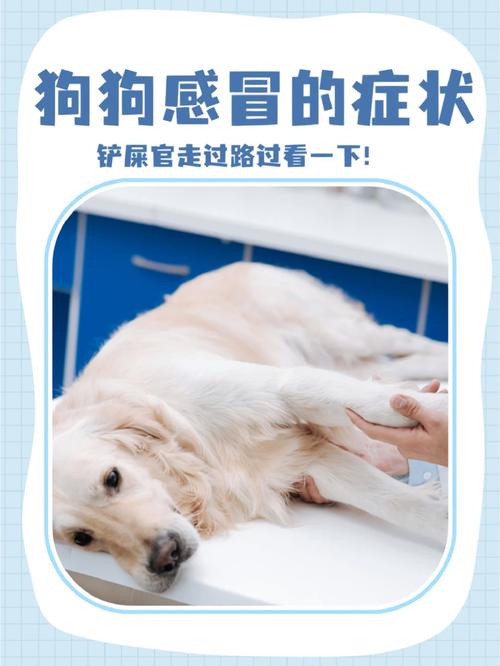 狗狗感冒了会自愈吗