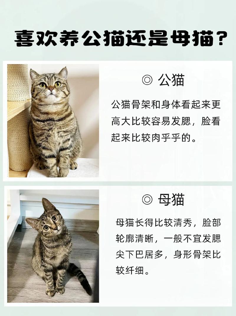 养猫是公的好还是母的好?