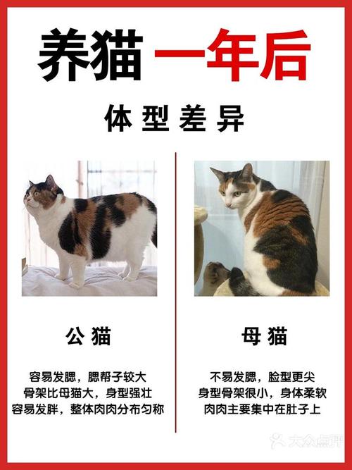 猫咪养公的好还是母的好?