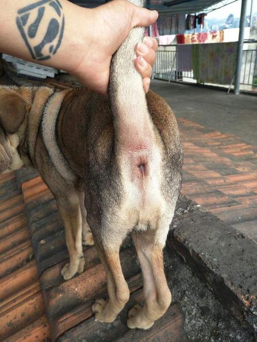 狗狗屁股流血擦什么药膏