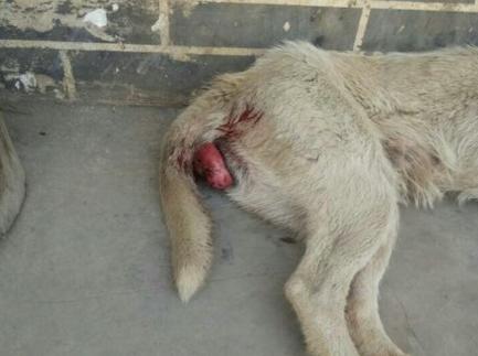 狗狗为什么屁屁会流血