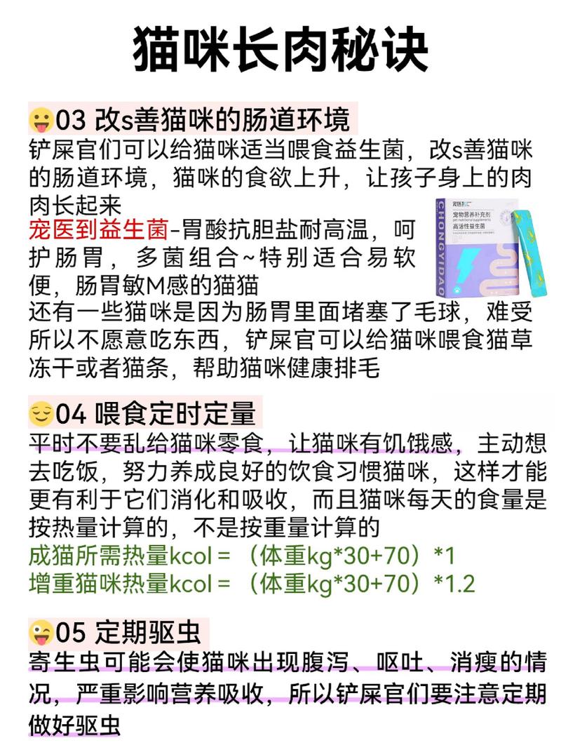 猫吃什么可以增肥