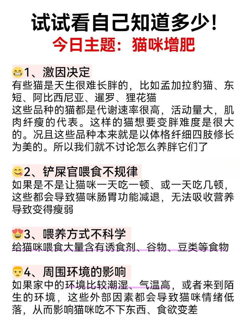 猫咪吃什么能长胖