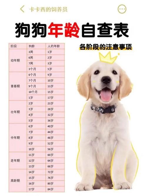 狗狗的年龄怎么算?是算一年一岁?还是一年是多少岁?