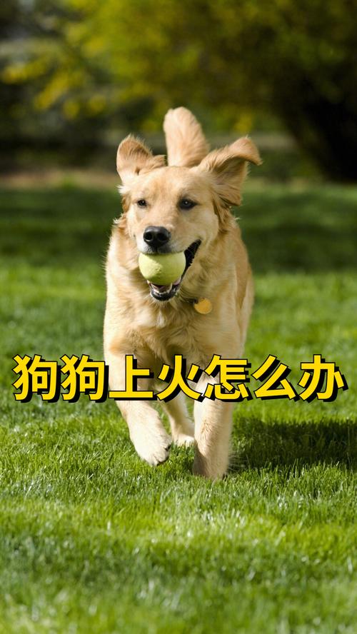狗上火了怎么办