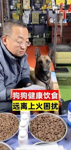 狗狗上火了怎么解决