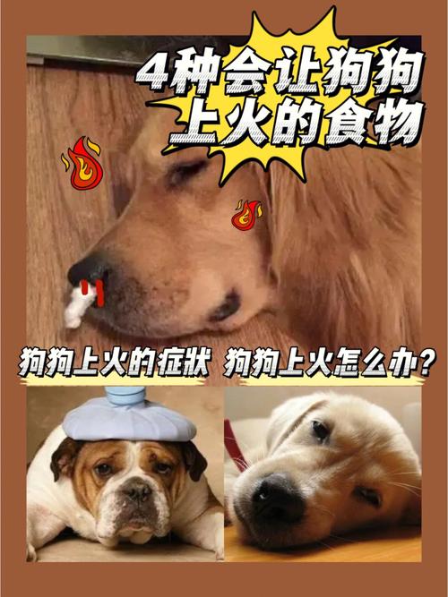 狗狗上火怎么办