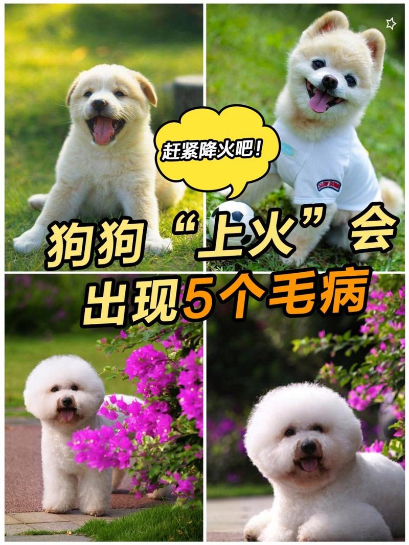 狗狗上火了怎么给狗狗清热去火?