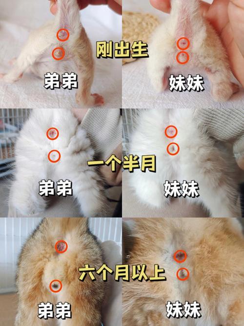 怎么分辨公猫母猫