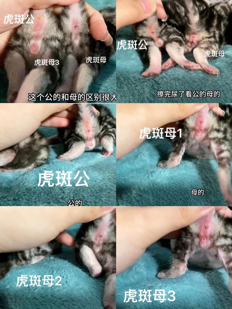 刚出生小猫怎么分公母