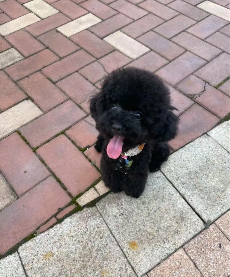 金毛能吃和不能吃的食物