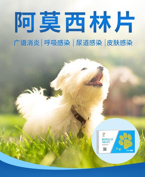 狗狗支气管炎吃什么药呢