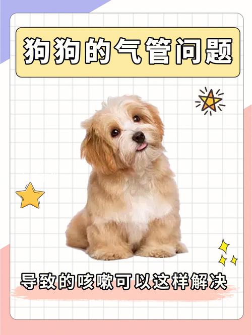 狗狗支气管炎怎么治