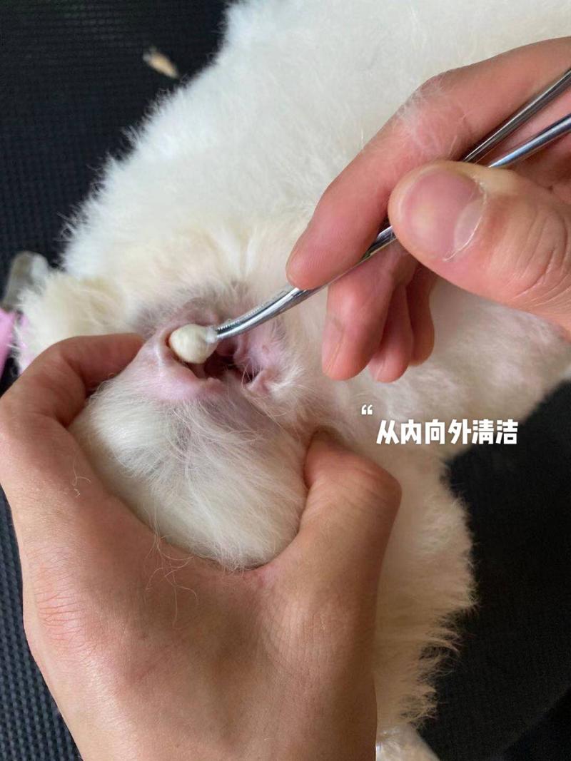 怎么给狗清理耳朵