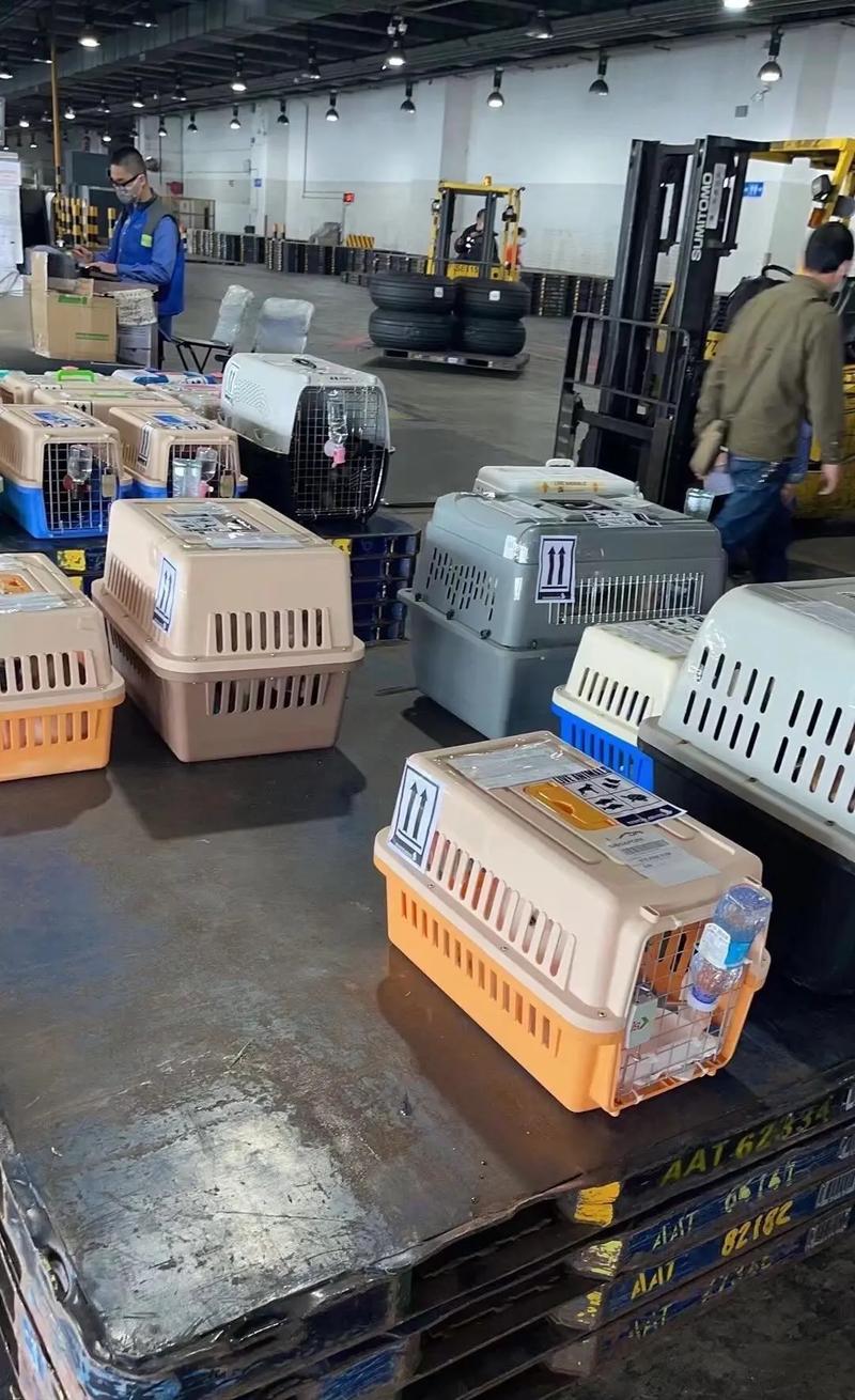 狗上飞机需要什么手续