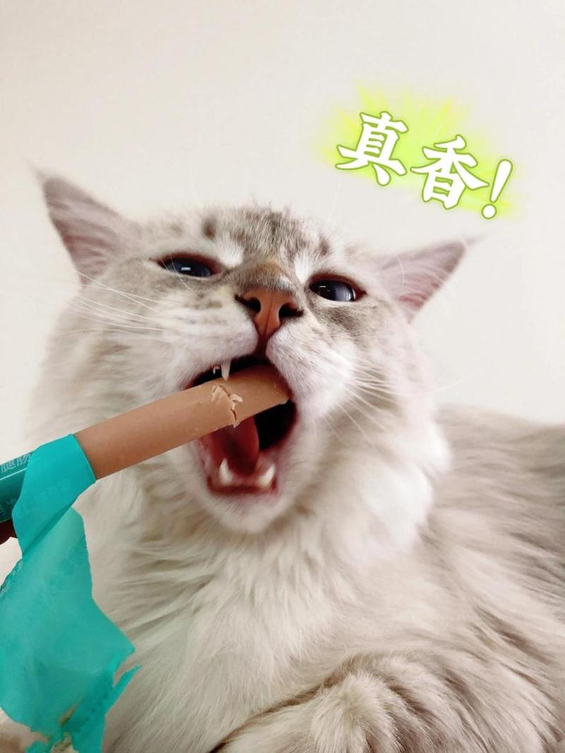 流浪猫可以吃火腿肠吗