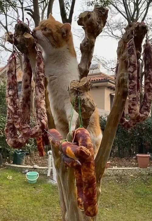 猫偶尔吃一次火腿肠可以吗