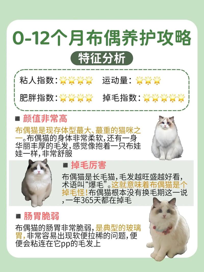怎么给布偶猫接生