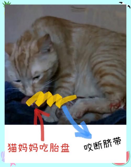 怎么给怀孕的猫咪接生?