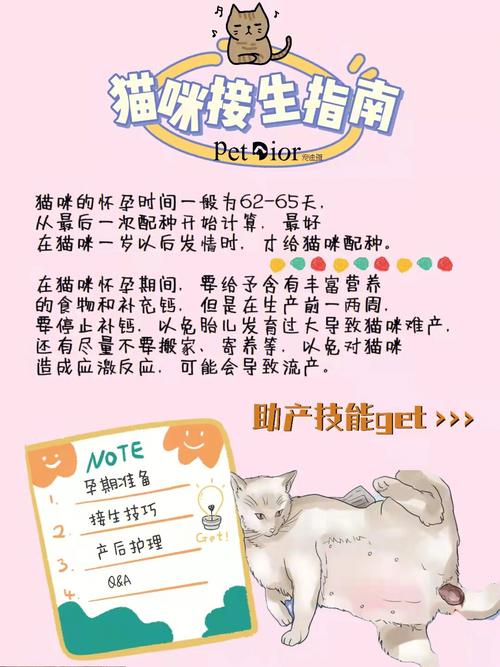 猫下崽子怎么接生