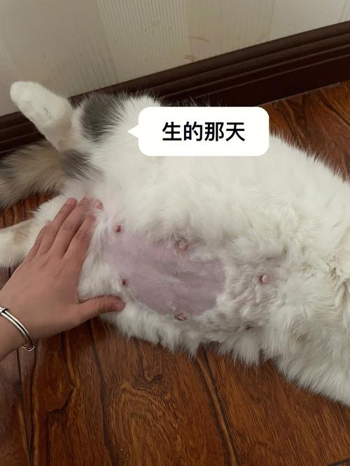 怎么给猫咪接生