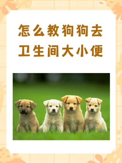 怎么训练狗狗不在家里大小便
