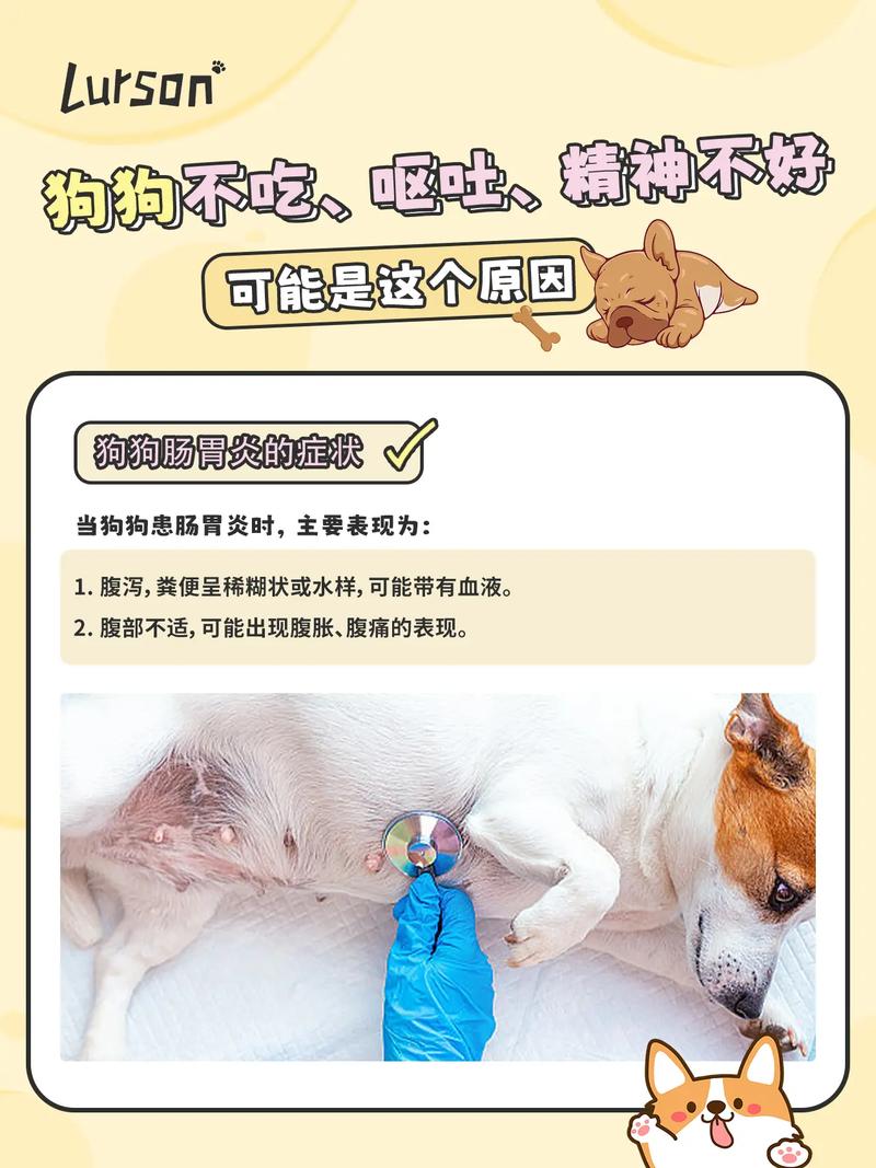 小狗呕吐拉稀不吃东西没精神怎么办