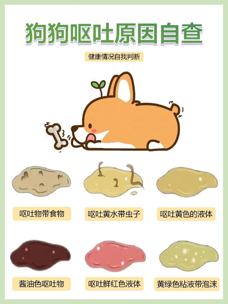 狗狗上吐下泻不吃东西没有精神怎么办