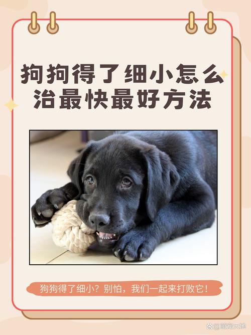 狗狗得了细小自己怎么处理跟解决普通的方法