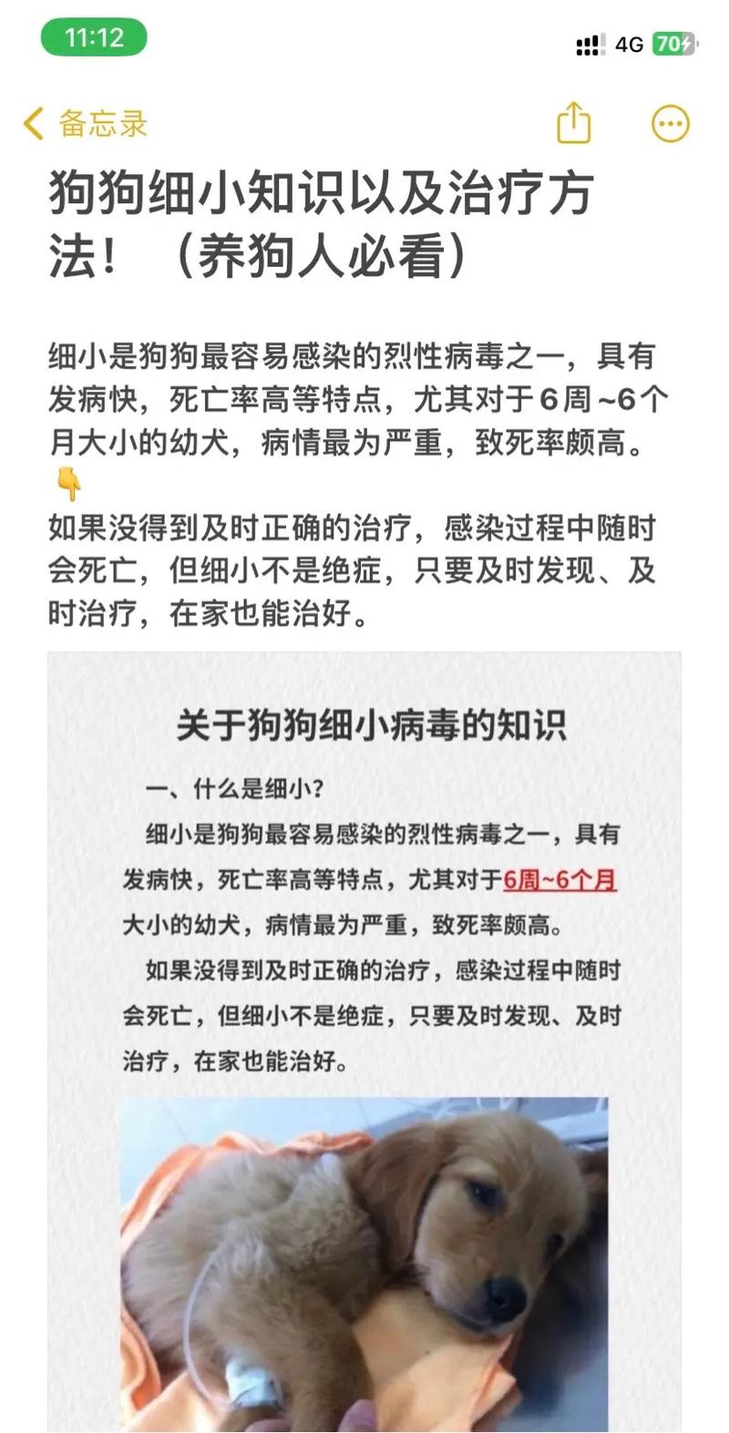 细小病毒狗狗怎么治疗方法