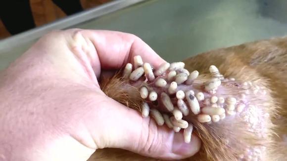 狗狗身上有寄生虫吗