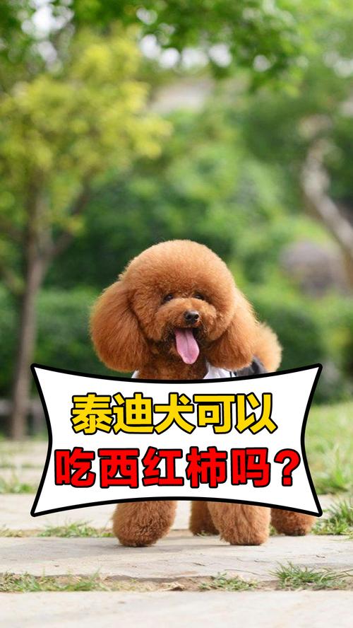 泰迪狗狗可以吃柿子吗