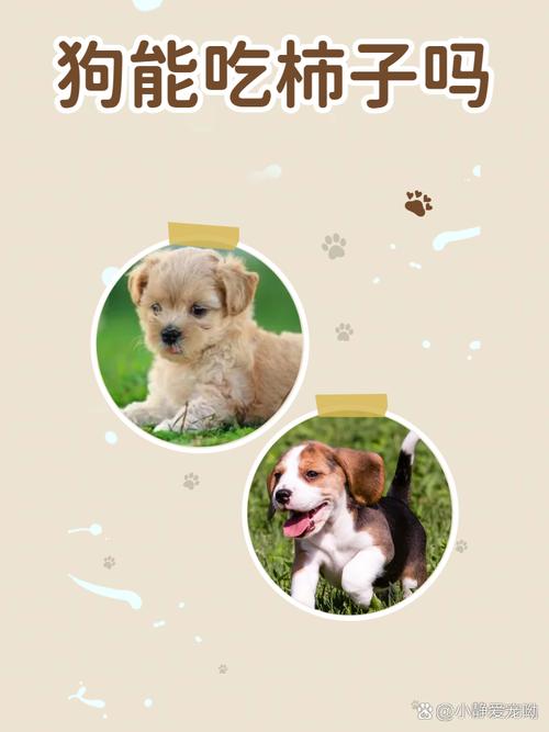 泰迪可以吃柿子吗