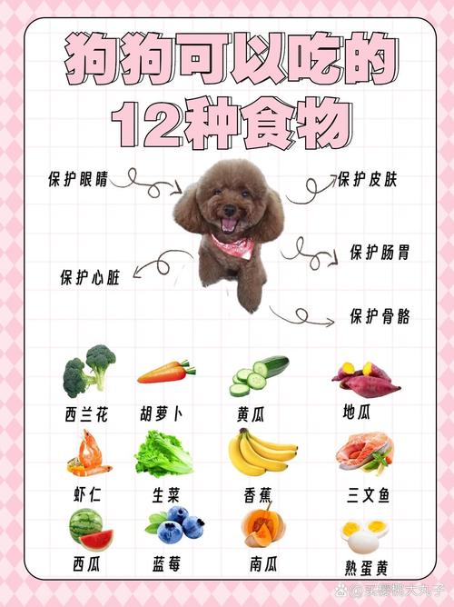 泰迪犬能吃柿子吗?