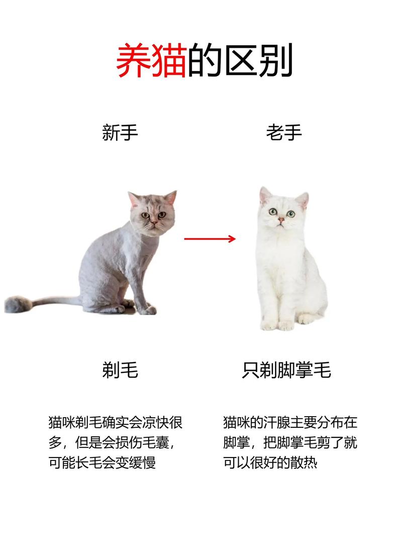 如何给猫剃毛啊?
