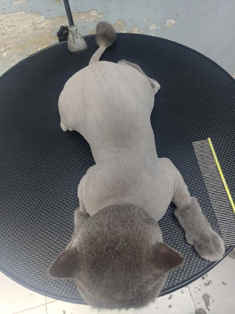 怎么给猫咪剃毛?