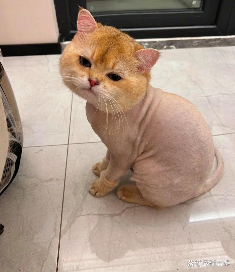 可以自己给猫剃毛吗