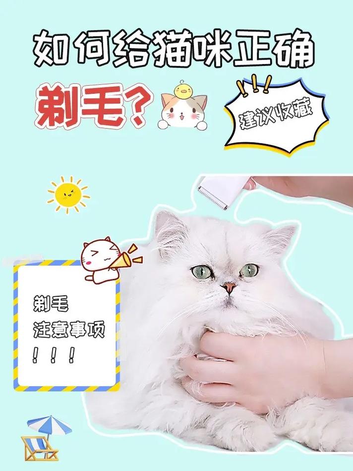 怎么给猫剃毛怎么给猫剃毛好