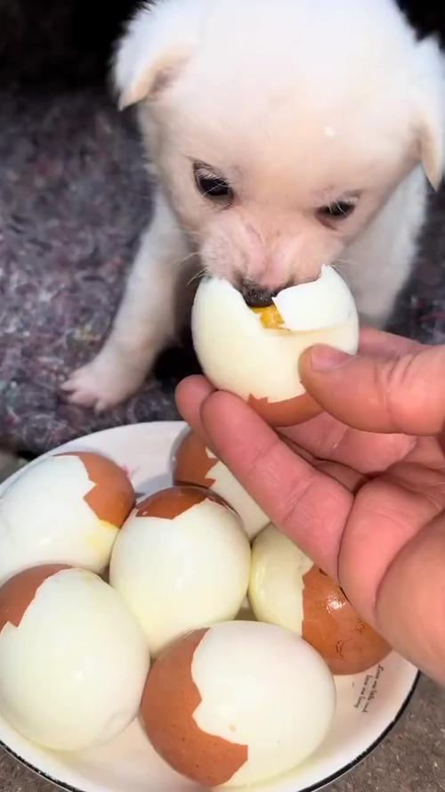 狗能吃鸡蛋不,狗狗一个星期可以吃多少鸡蛋