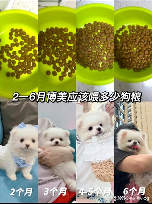 博美不小心吃了锅巴怎么办?