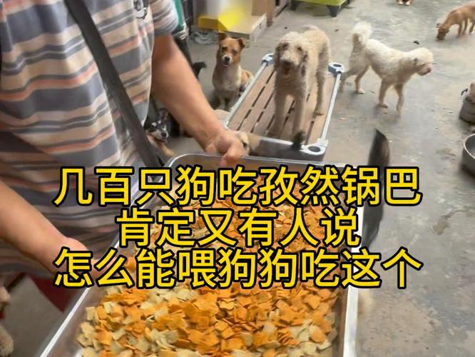 狗狗可以吃锅巴吗