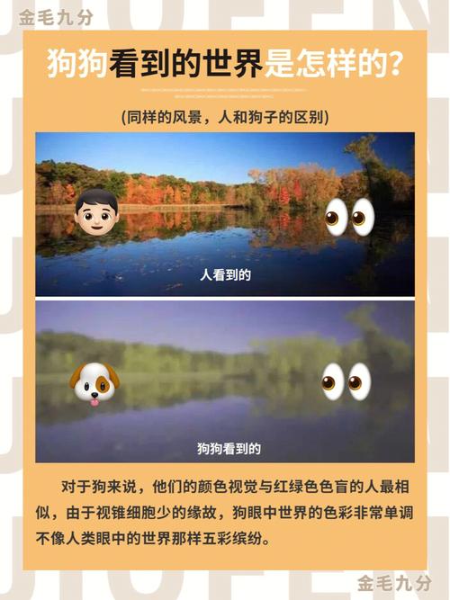 狗狗眼里的世界是什么颜色?