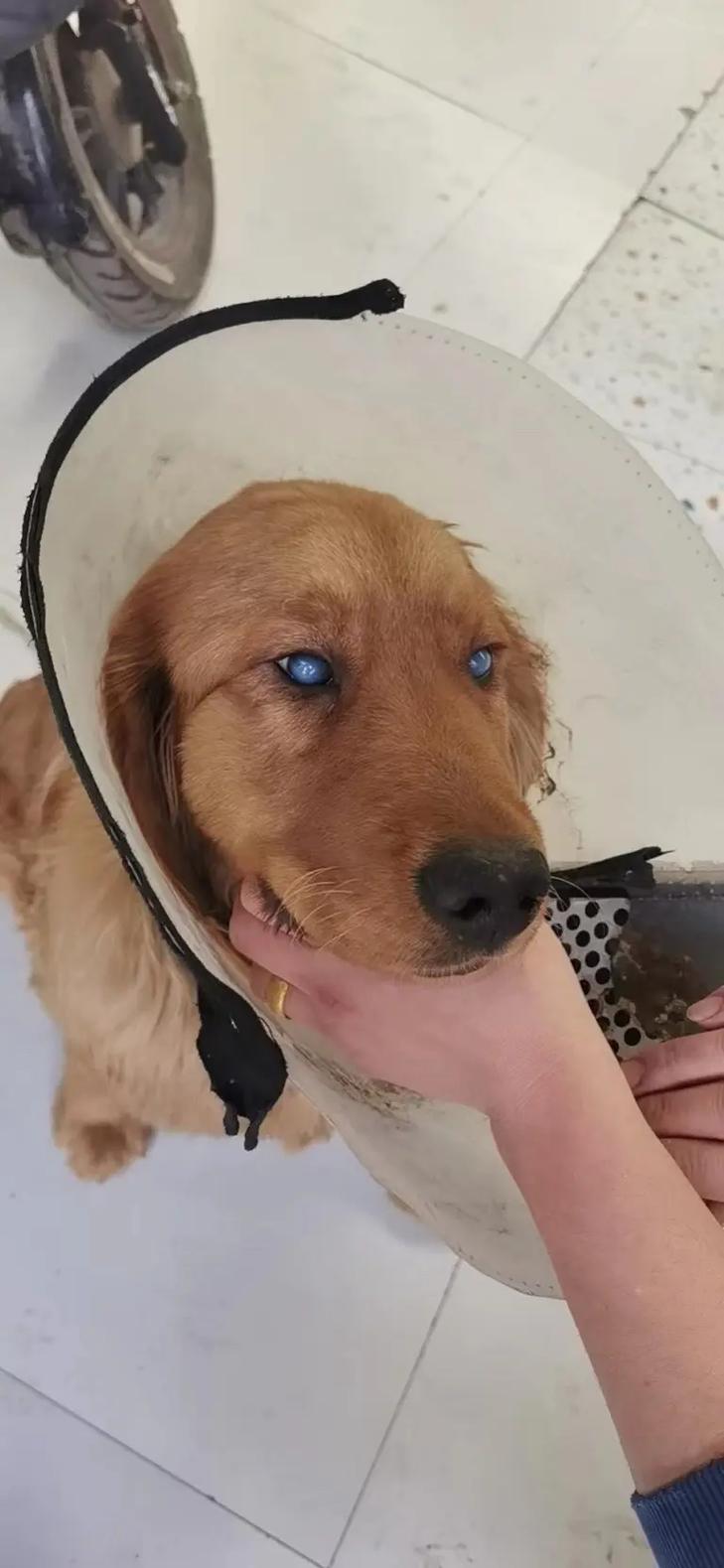 狗的眼睛里世界是什么颜色?