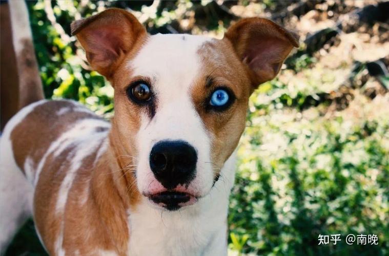 狗看到的世界是什么颜色