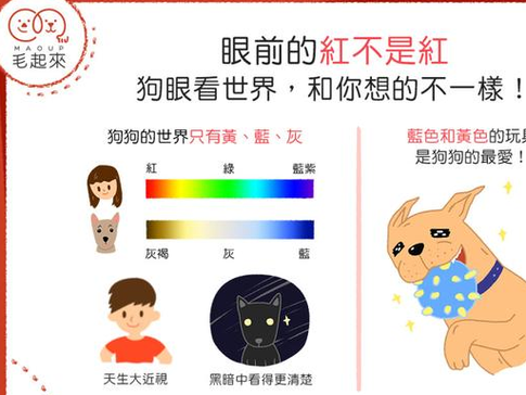 狗看到的世界是什么颜色?