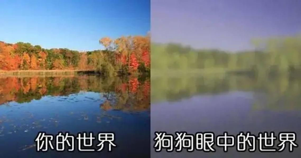 狗狗的视野世界是黑白的,那它怎么导盲分辨红绿灯?